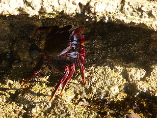 Image showing Tropical Crab