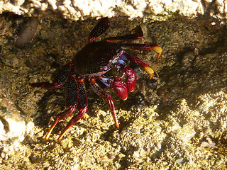 Image showing Tropical Crab