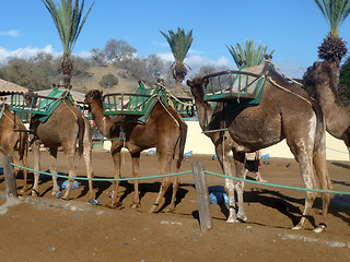 Image showing Camels