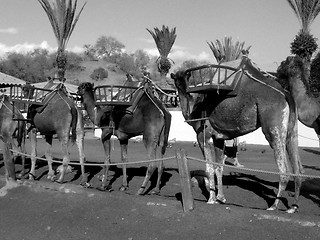 Image showing Camels