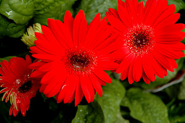 Image showing Red flower