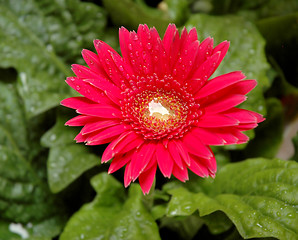 Image showing Flower