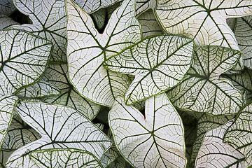 Image showing Caladium Candidum leaves