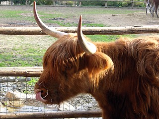 Image showing highland cattle