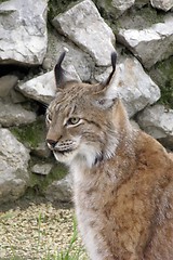 Image showing lynx