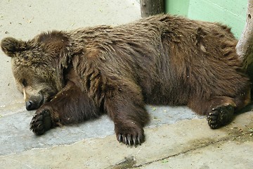 Image showing bear sleeping