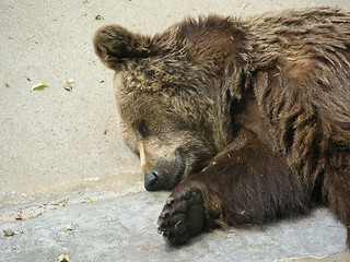 Image showing bear sleeping