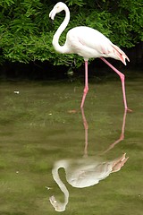 Image showing flamingo