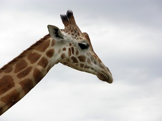 Image showing giraffe