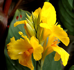 Image showing Yellow Flower