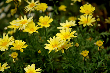 Image showing yellow daisies,