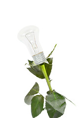 Image showing rose bulb
