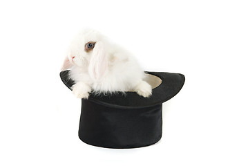 Image showing bunny and black hat