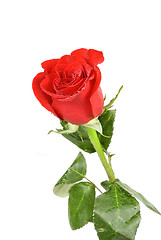 Image showing red rose