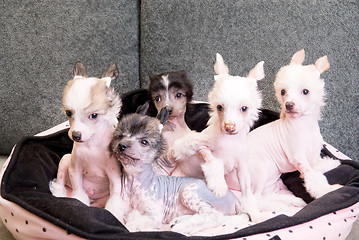 Image showing chinese crested puppy dogs