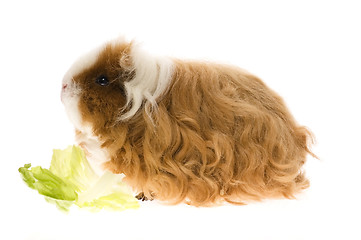 Image showing guinea pig isolated on the white background