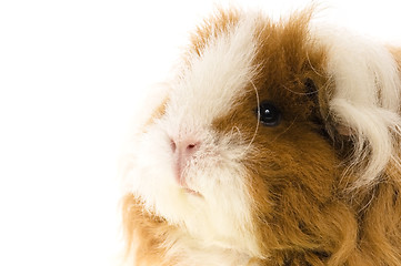 Image showing guinea pig isolated on the white background