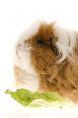 Image showing guinea pig isolated on the white background