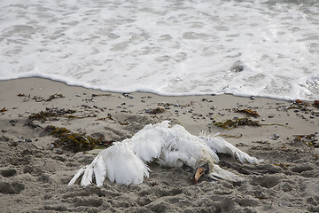 Image showing Dead Swan