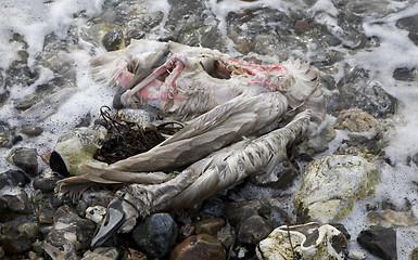 Image showing Dead Swan