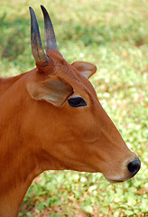 Image showing Indian Cow's Head