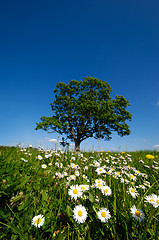 Image showing Daisy flowers and tree