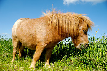 Image showing Young horse is eating grass