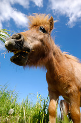 Image showing Young horse is eating grass