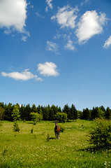 Image showing Horse on medaow