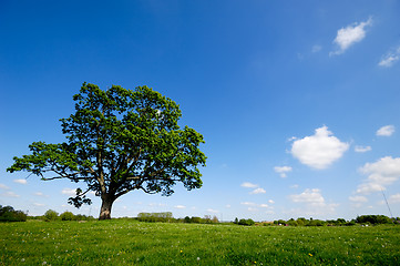 Image showing Tree