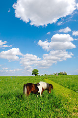 Image showing Horse in nature