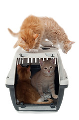Image showing Sweet cat kittens in transport box
