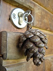 Image showing pinecone