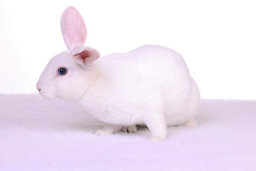 Image showing White Bunny