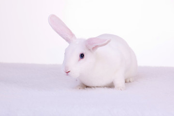 Image showing Soft Bunny