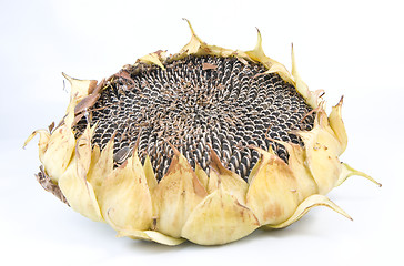 Image showing sunflower