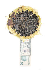 Image showing sunflower