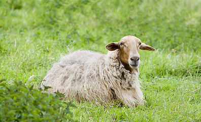 Image showing sheep in the field