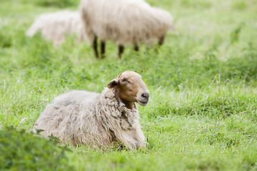 Image showing sheep in the field