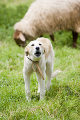 Image showing sheep sheperd