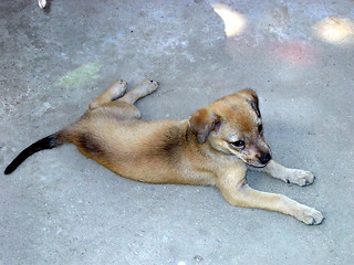 Image showing Dog on watch