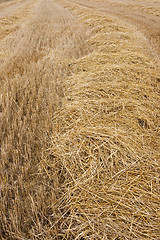 Image showing rural wheat