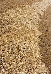 Image showing rural wheat