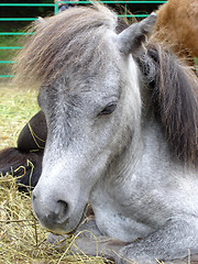 Image showing shetland pony