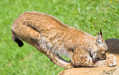 Image showing iberian lynx