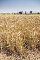 Image showing rural wheat