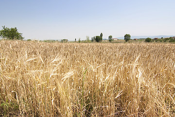 Image showing rural wheat