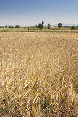 Image showing rural wheat