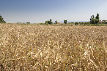 Image showing rural wheat