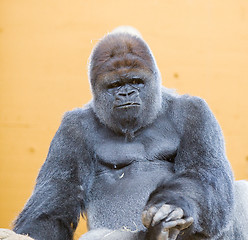 Image showing adult gorilla